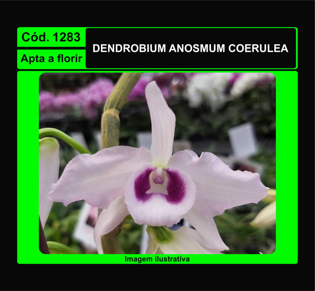 DENDROBIUM ANOSMUM COERULEA 1283