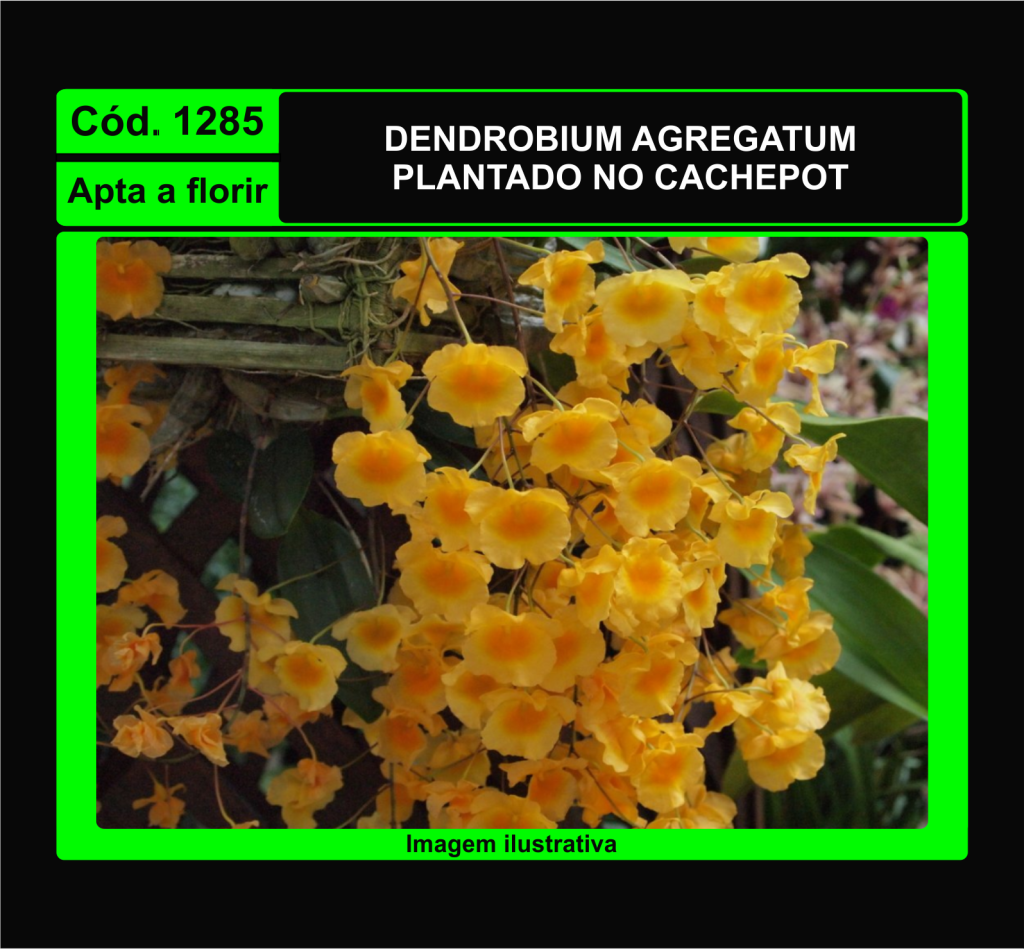DENDROBIUM AGREGATUM CP 1285