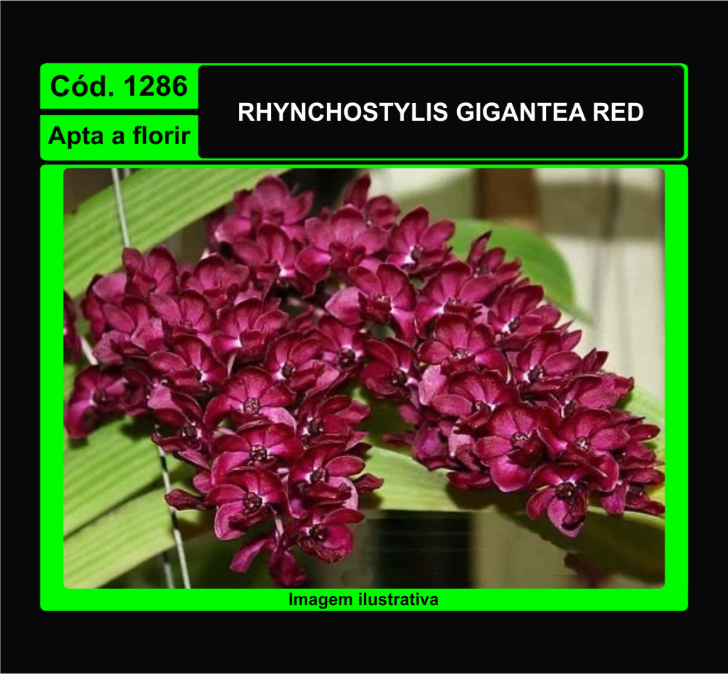 RHYNCHOSTYLIS GIGANTEA RED CP 1286