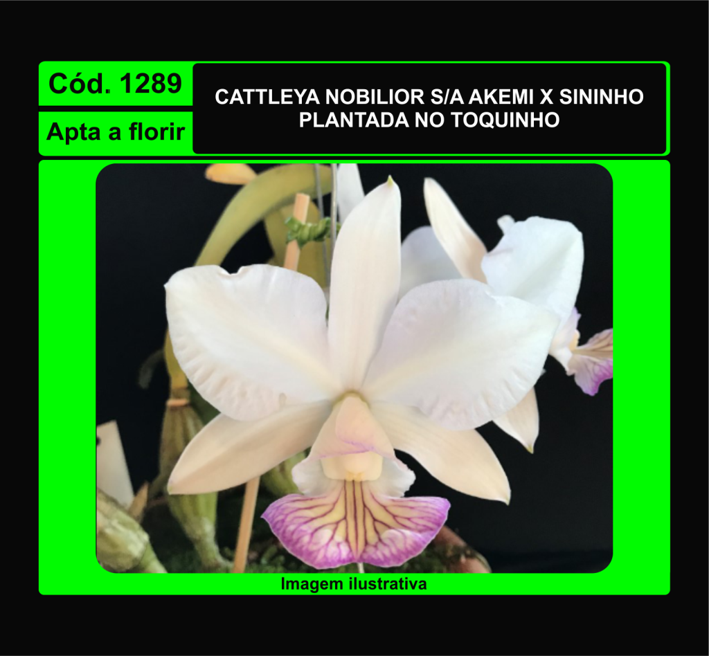 CATTLEYA NOBILIOR SEMI ALBA AKEMI X SININHO TC 1289