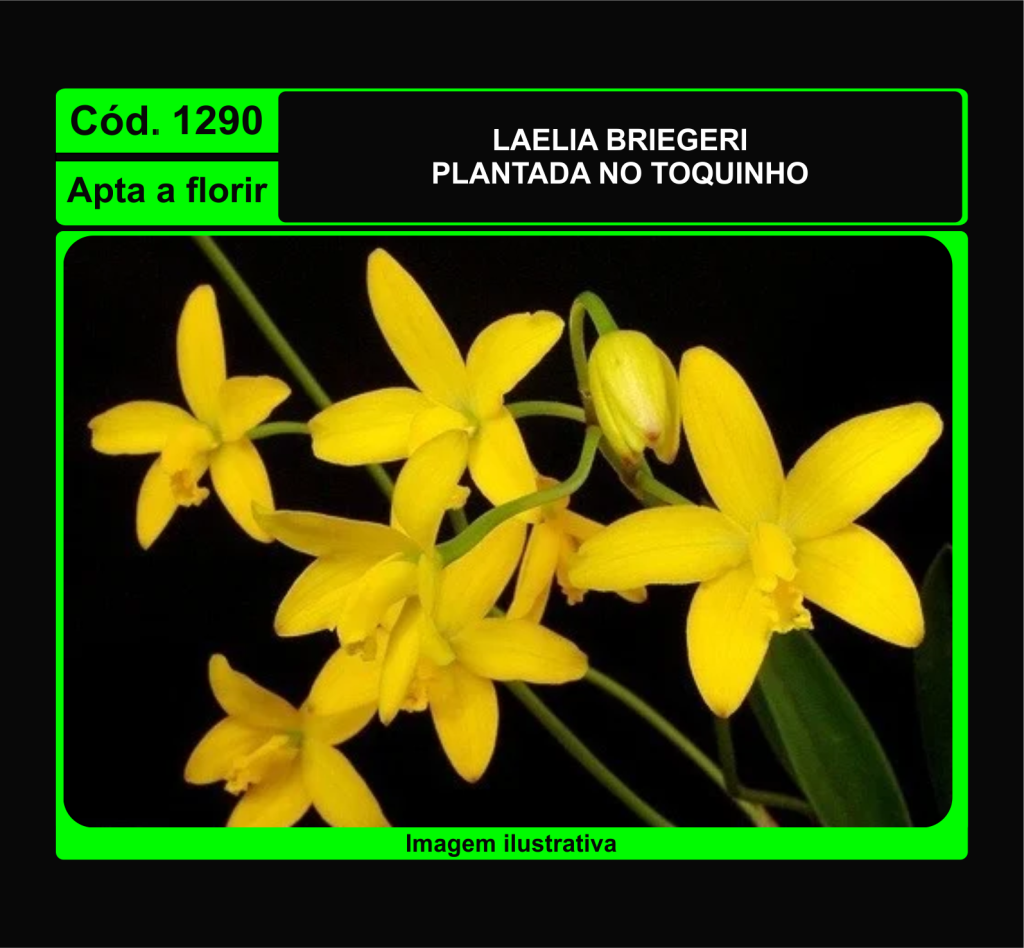LAELIA BRIEGERI TC 1290