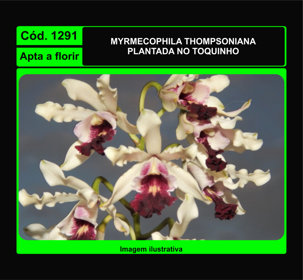 MYRMECOPHILA THOMPSONIANA TC 1291