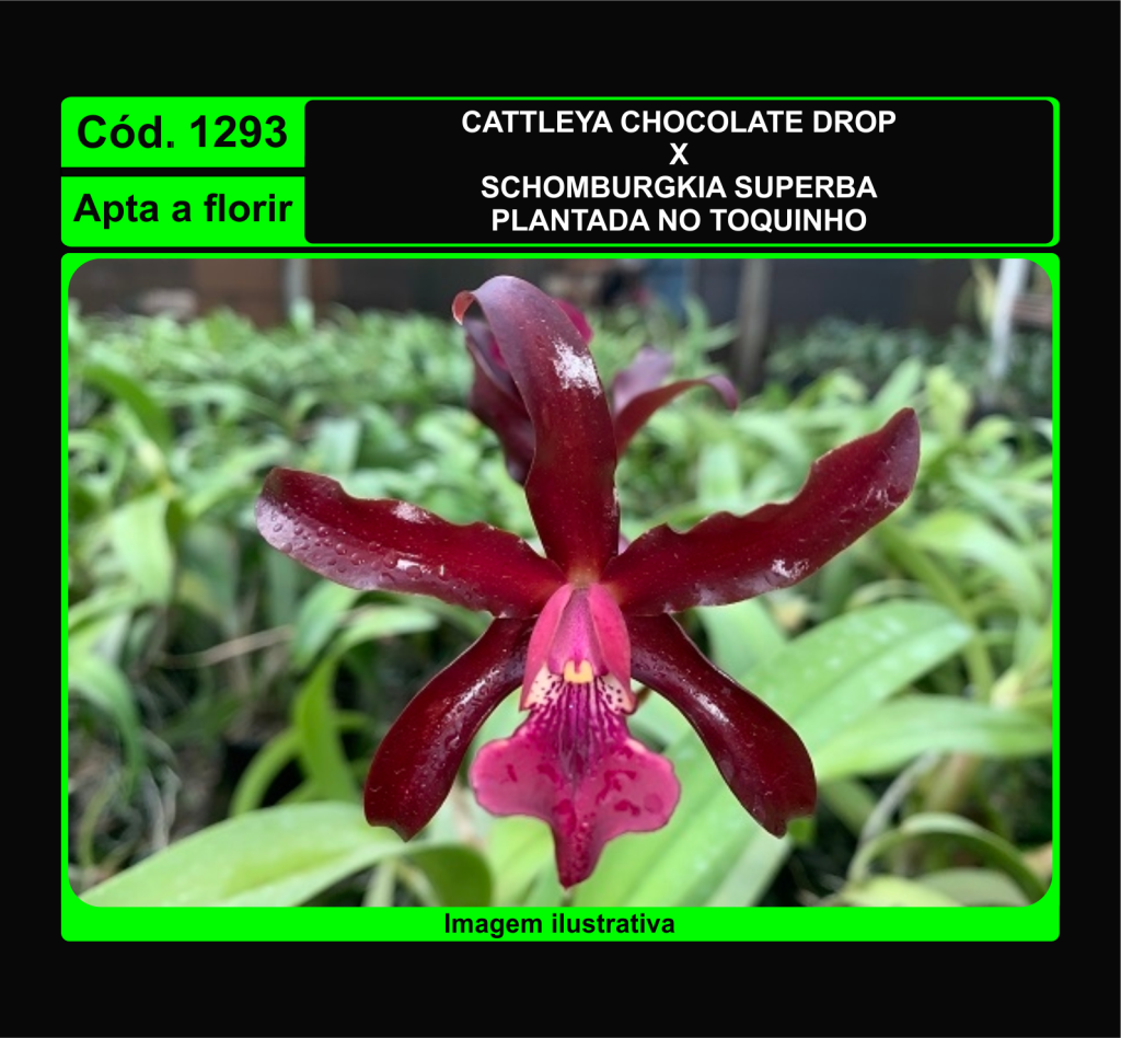 CATTLEYA CHOCOLATE DROP X SCHOMBURGKIA SUPERBA TC 1293
