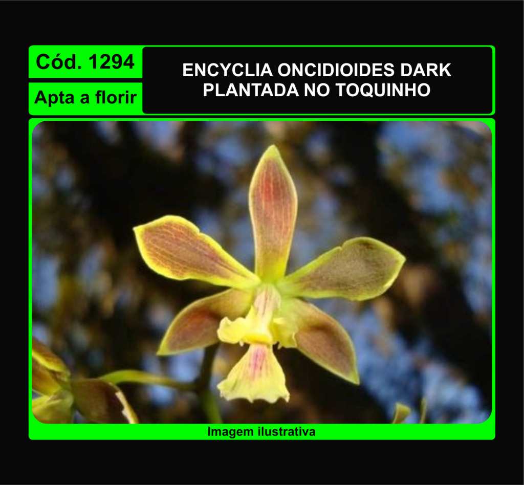 ENCYCLIA ONCIDIOIDES TC 1294