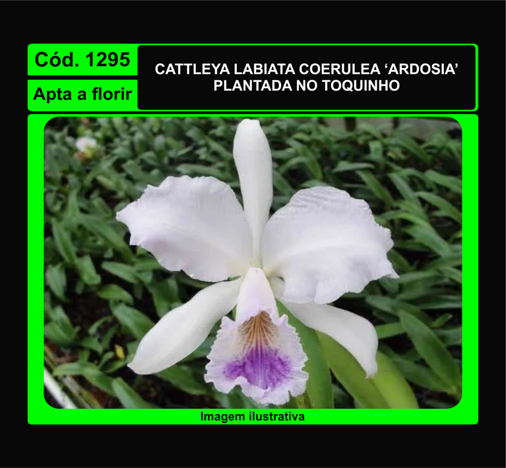 CATTLEYA LABIATA COERULEA ARDOSIA TC 1295