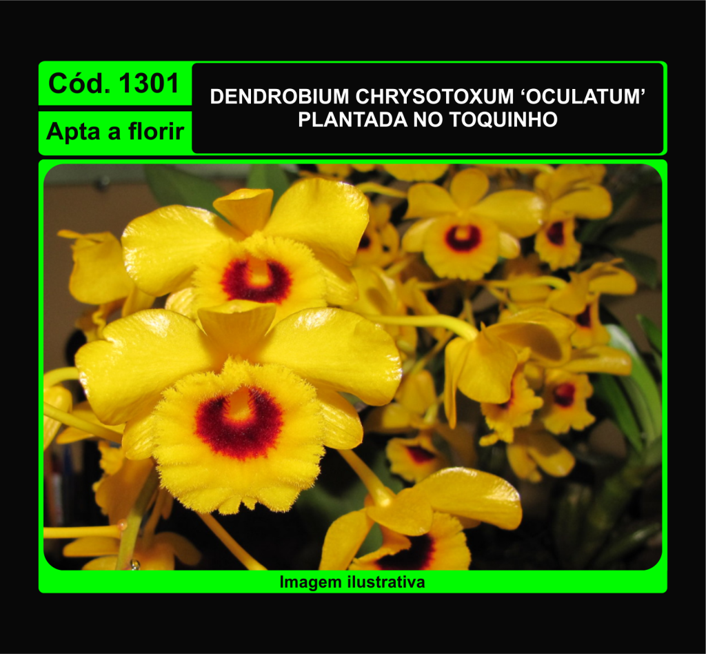 DENDROBIUM CHRYSOTOXUM OCULATUM TC 1301