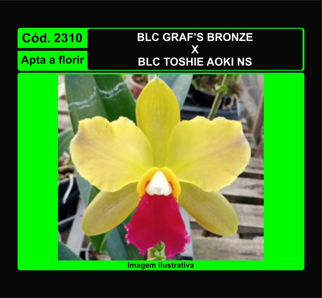 BLC GRAF S BRONZE X TOSHIE AOKI NS 2310