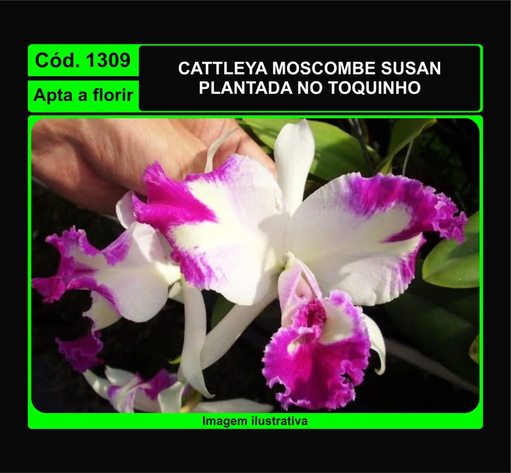 CATTLEYA MOSCOMBE SUSAN TC 1309
