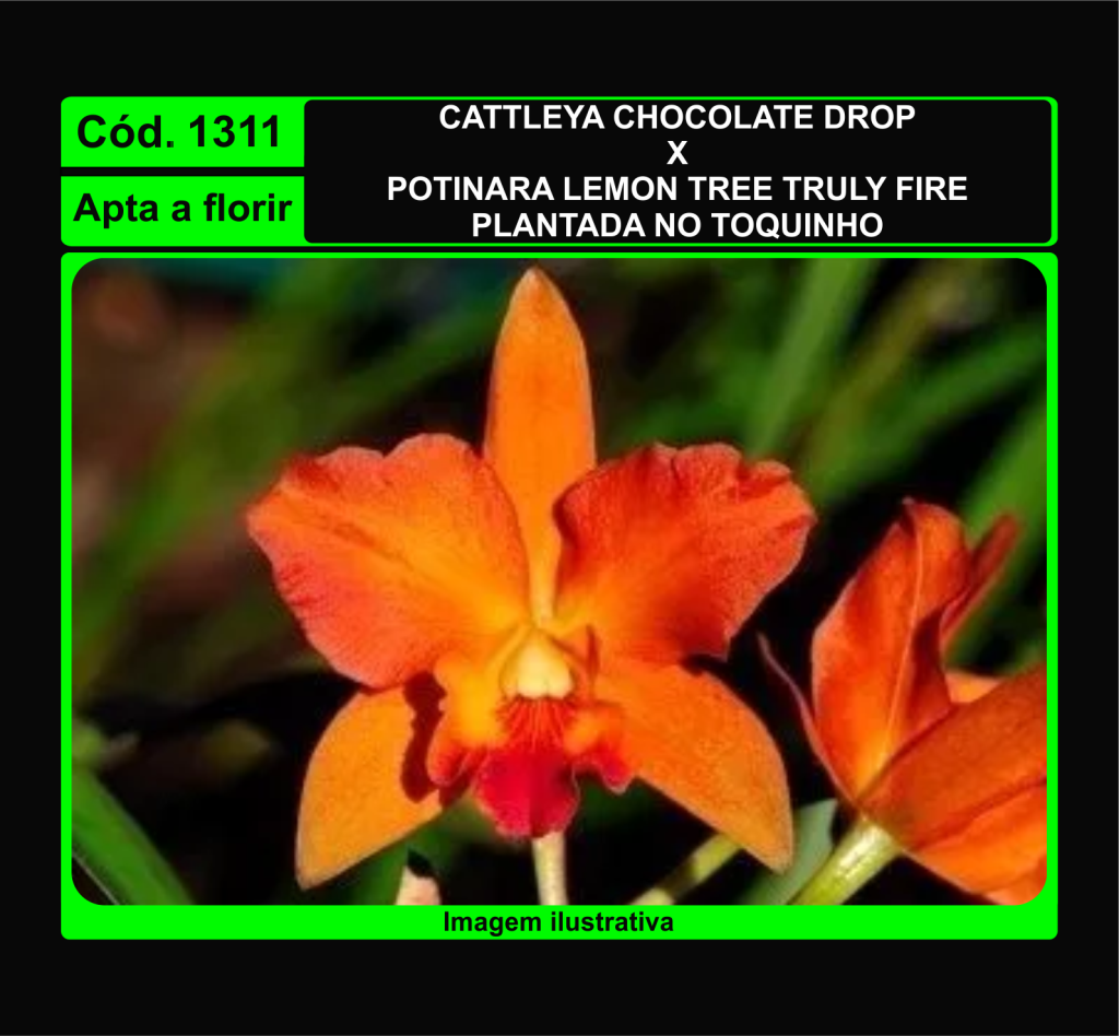 CATTLEYA CHOCOLATE DROP X POT LEMON TREE TRULY FIRE TC 1311