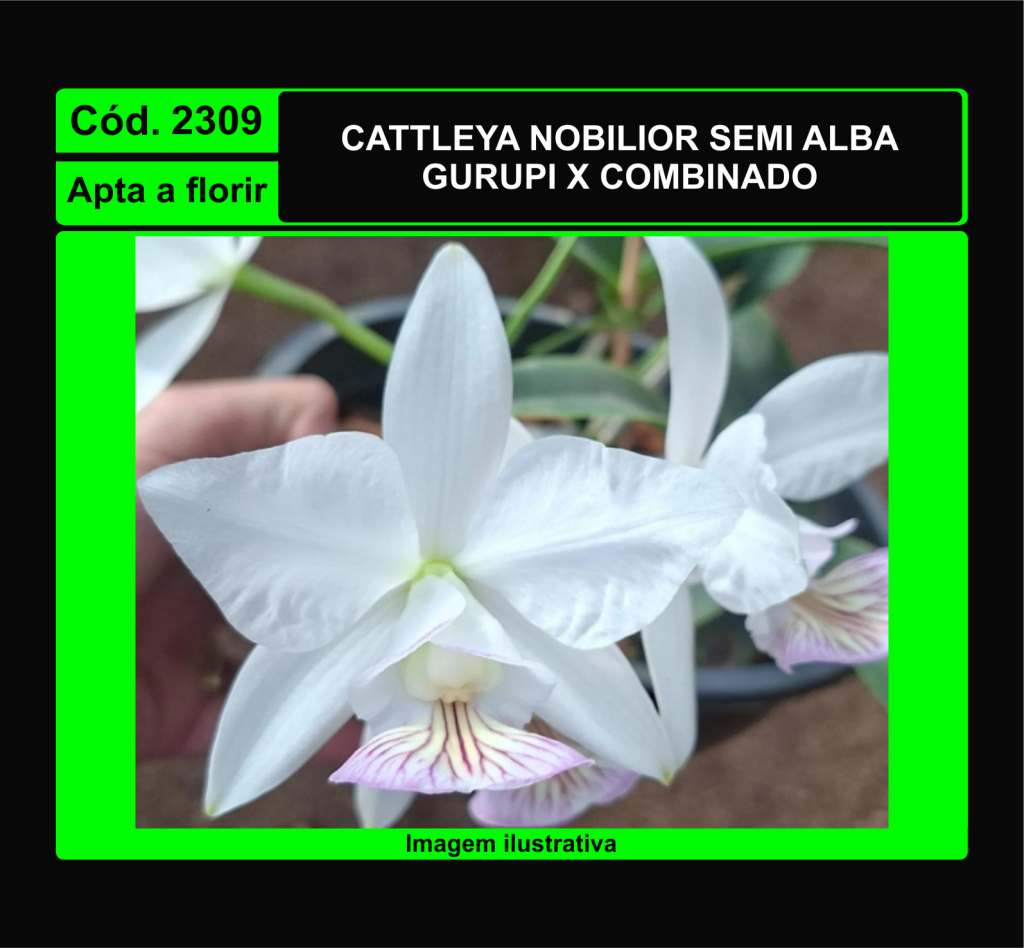 CATTLEYA NOBILIOR SEMI ALBA GURUPI X COMBINADO 2309