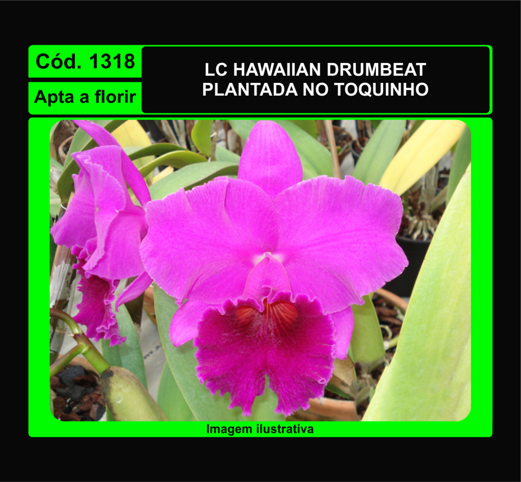 LC HAWAIIAN DRUMBEAT TC 1318