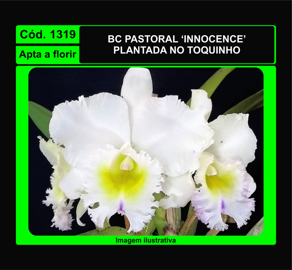 BC PASTORAL INNOCENCE TC 1319