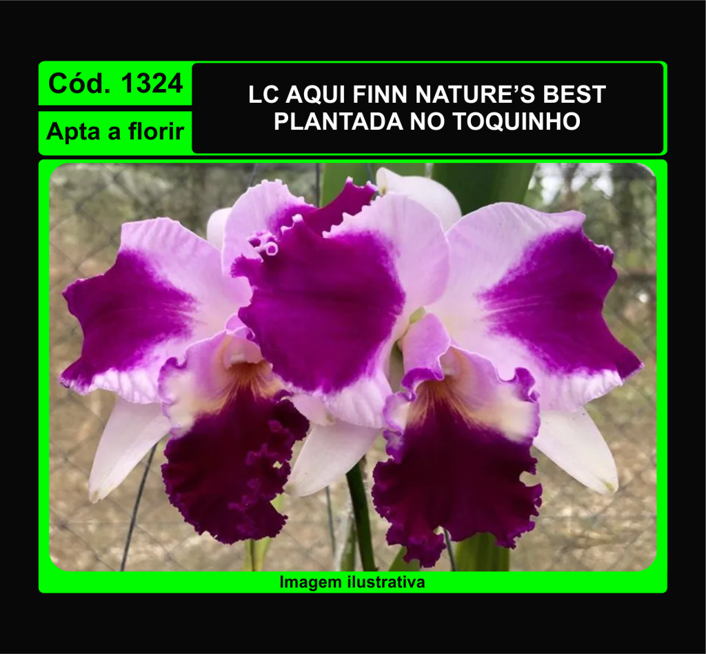 LC AQUI FINN NATURE S BEST TC 1324