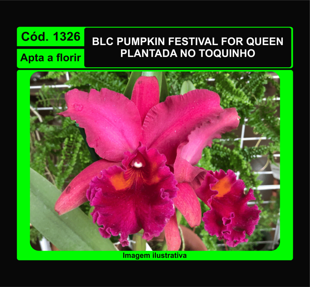 BLC PUMPKIN FESTIVAL FOR QUEEN TC 1326