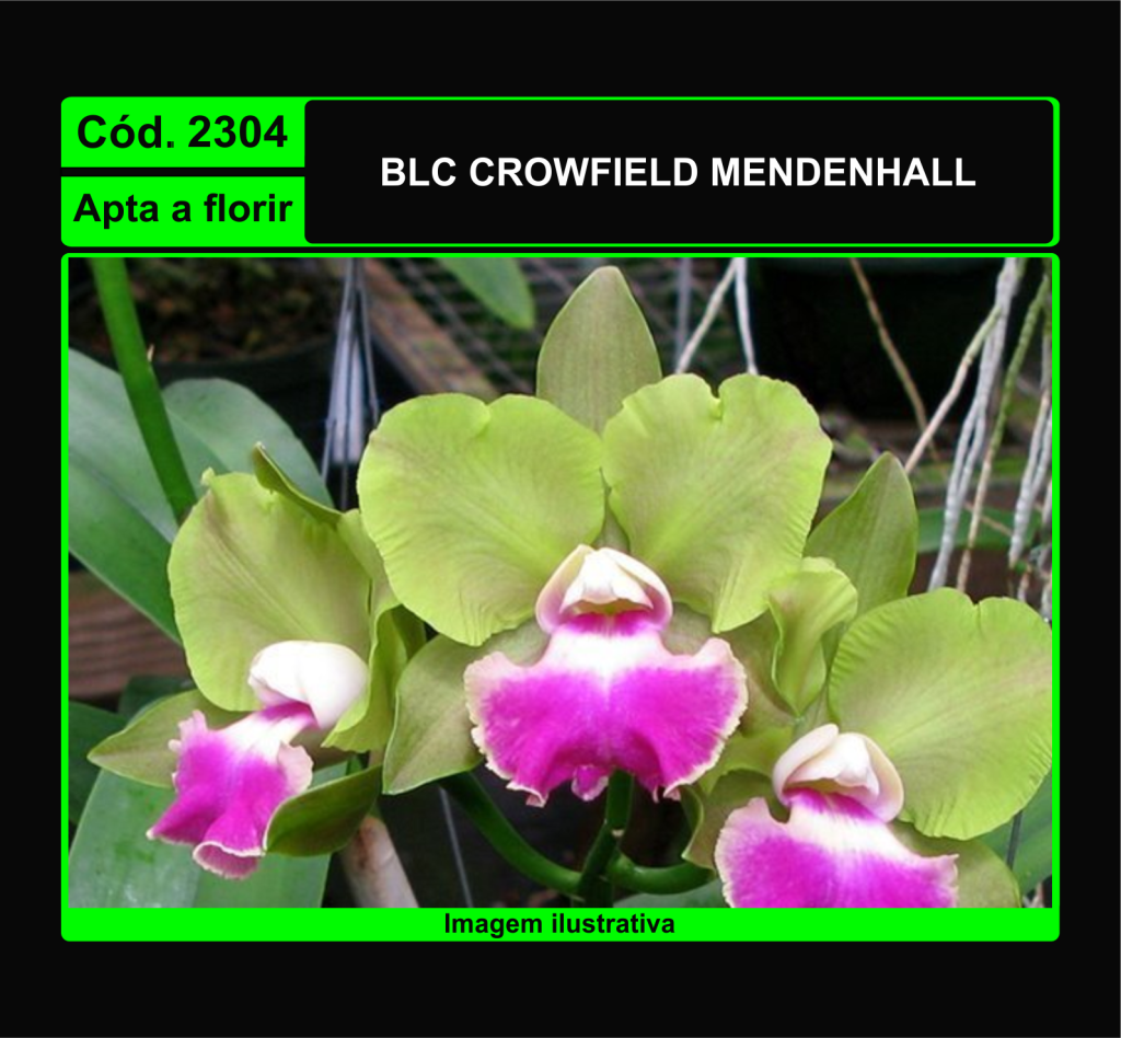 BLC CROWFIELD MENDENHALL 2304