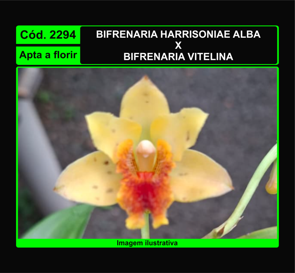 BIFRENARIA HARRISONIAE ALBA X VITELINA 2294