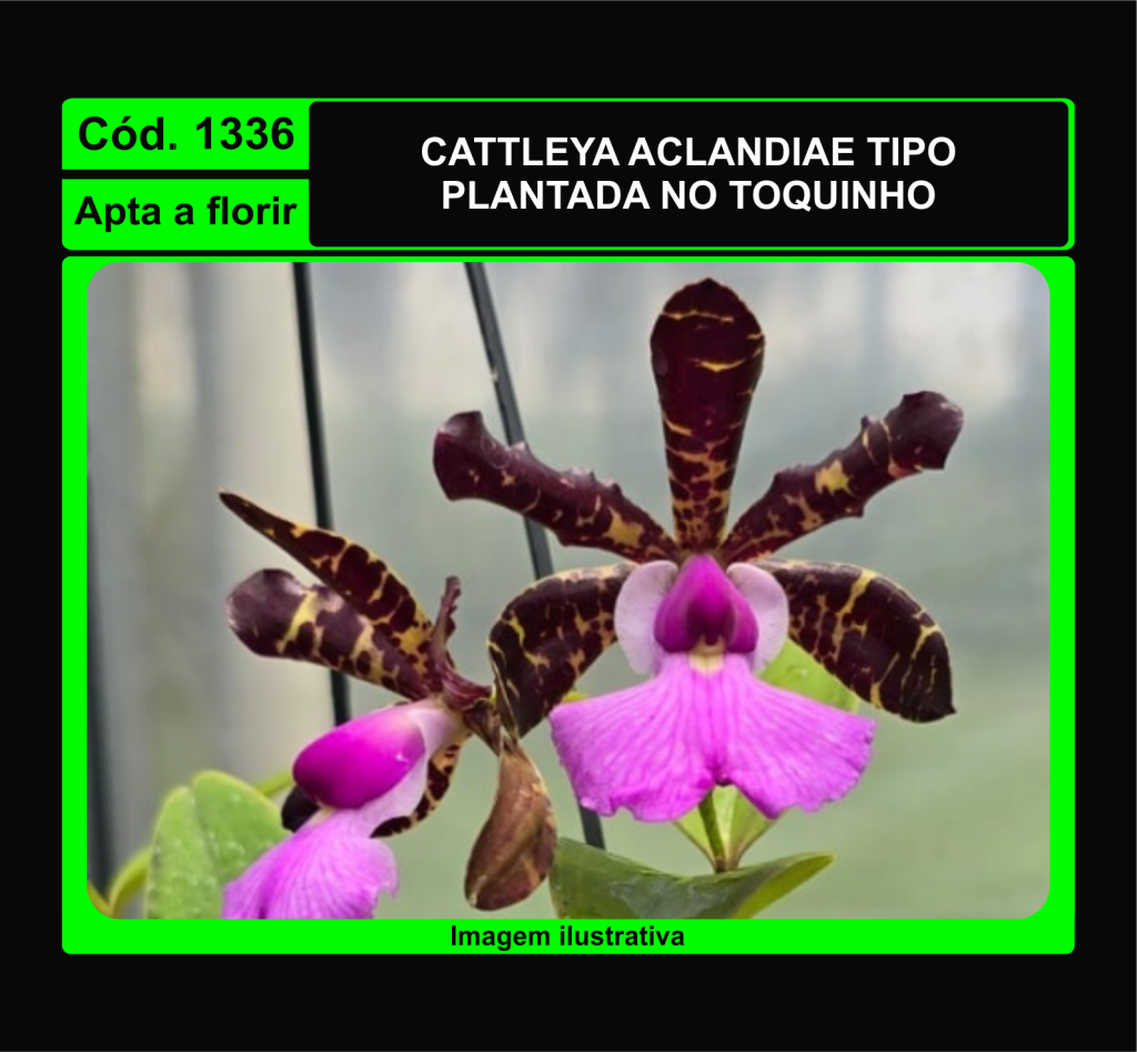 CATTLEYA ACLANDIAE TP TC 1336