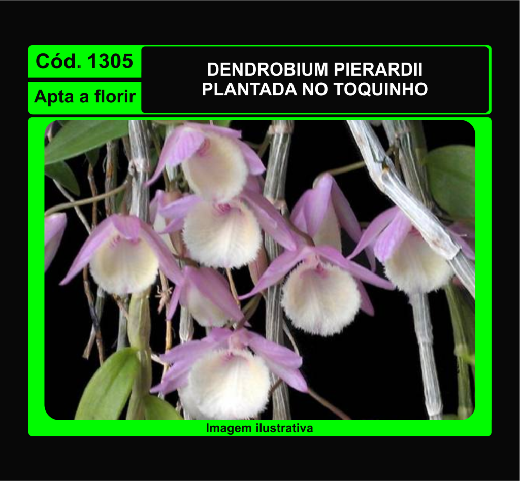 DENDROBIUM PIERARDII TC 1305