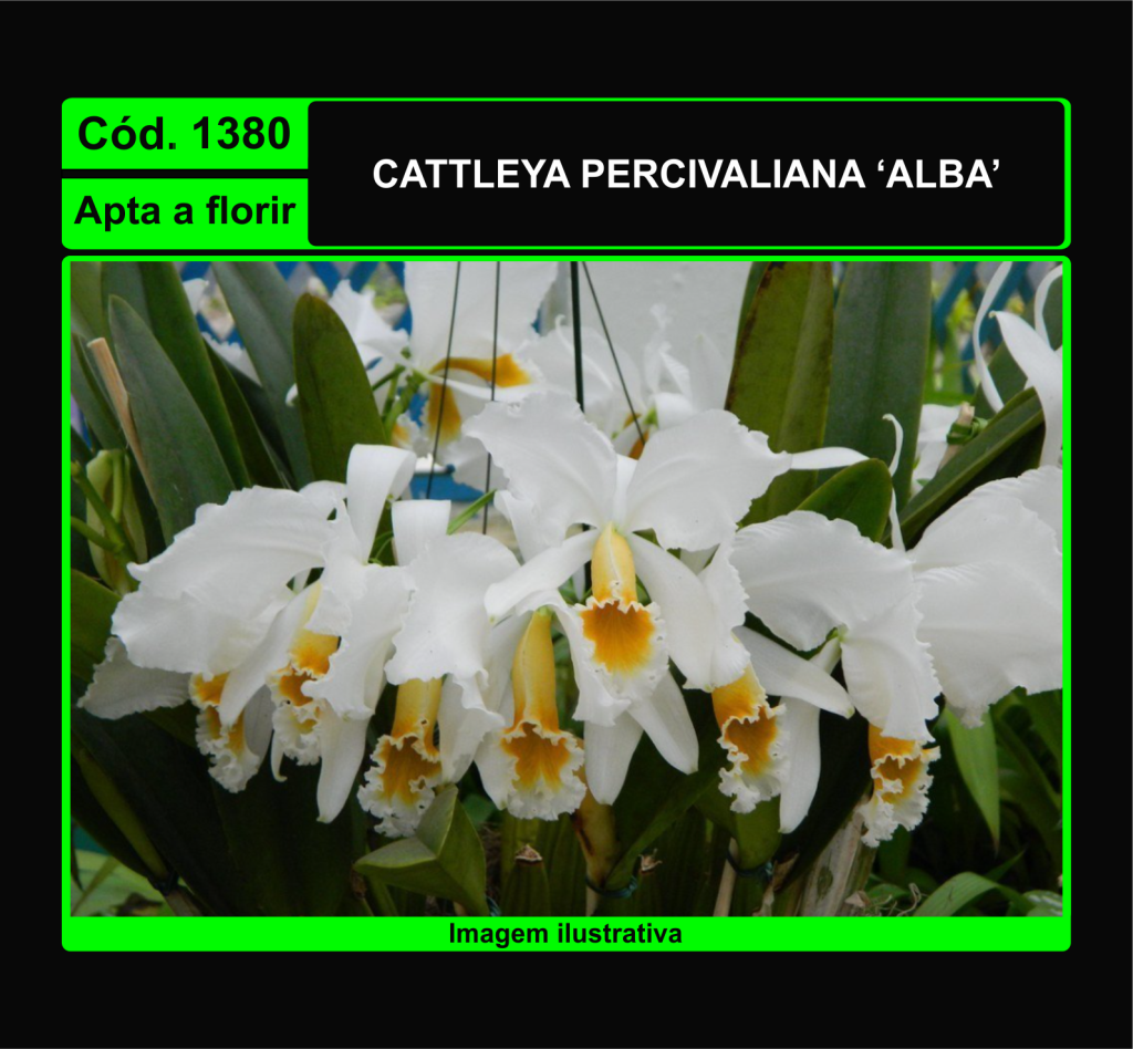 CATTLEYA PERCIVALIANA ALBA 1380