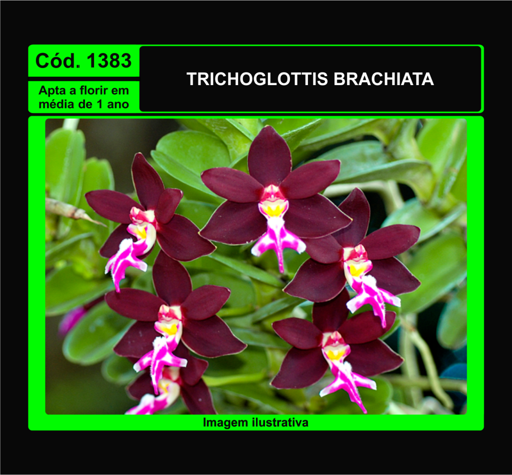 TRICHOGLOTTIS BRACHIATA PRÉ ADULTA 1383