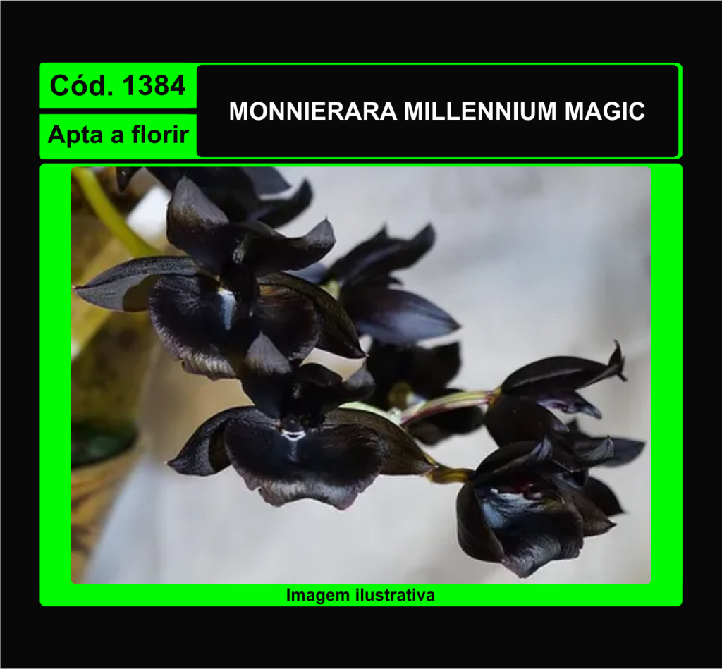 MONNIERARA MILLENNIUM MAGIC 1384