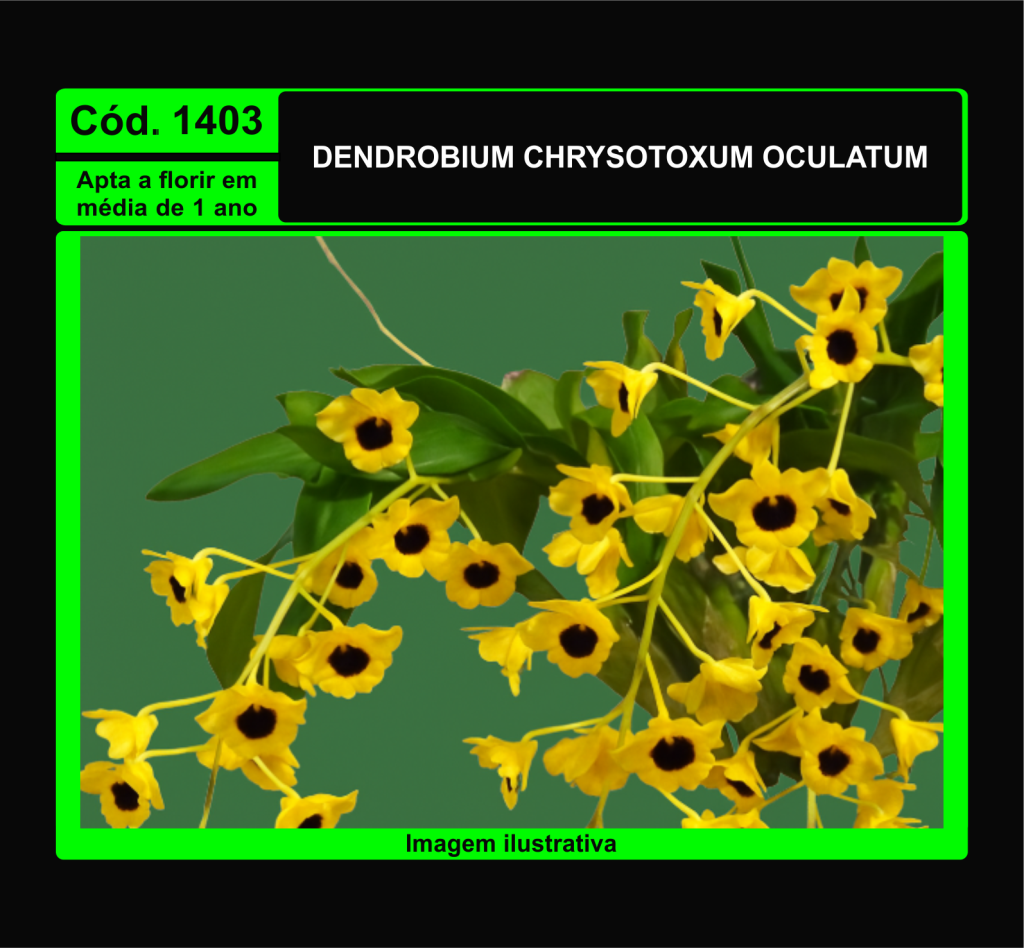 DENDROBIUM CHRYSOTOXUM OCULATUM PRÉ ADULTA 1403