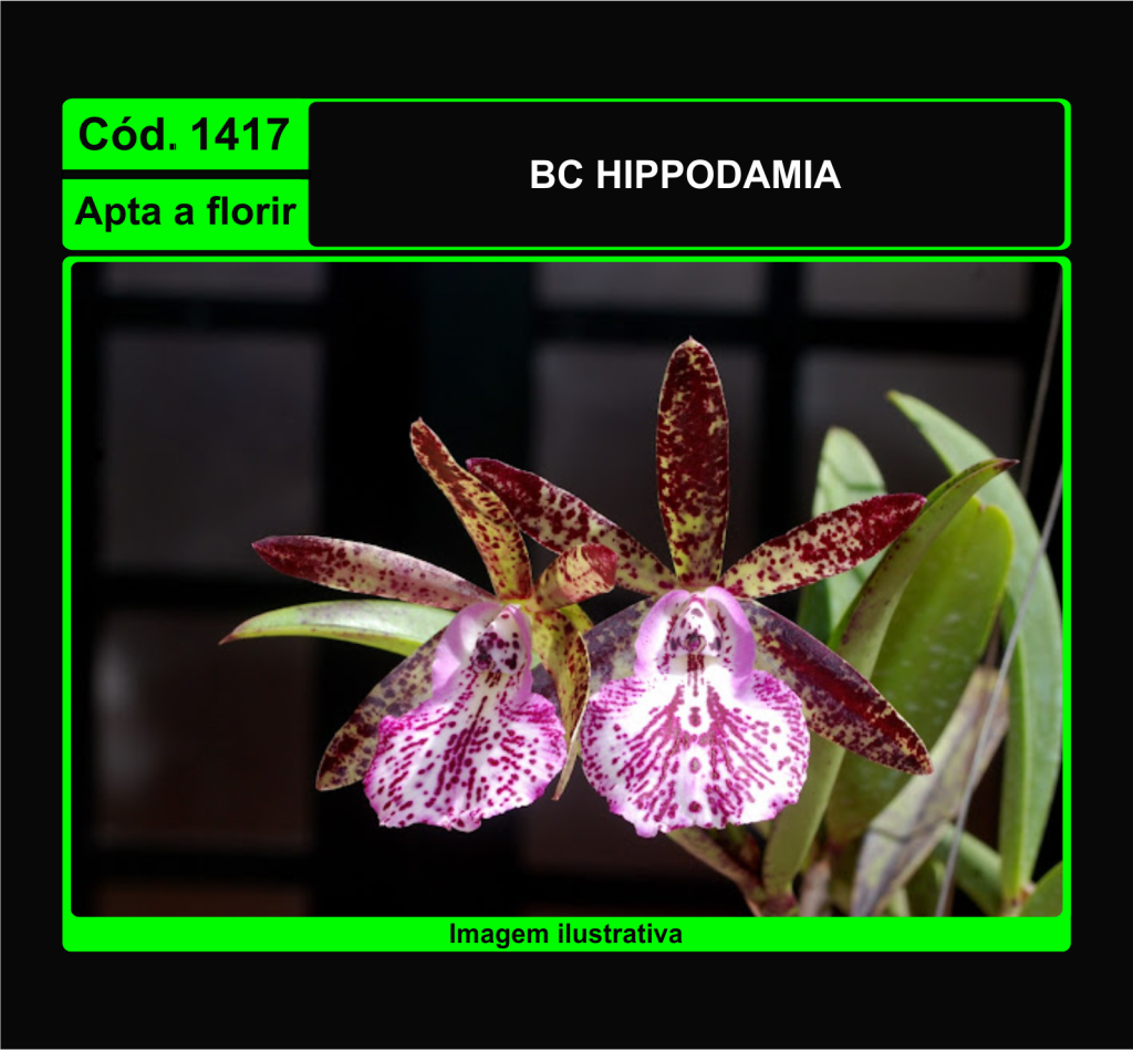 BC HIPPODAMIA 1417