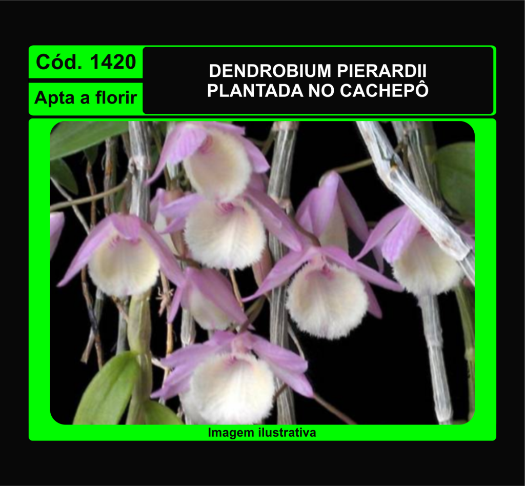 DENDROBIUM PIERARDII CP 1420