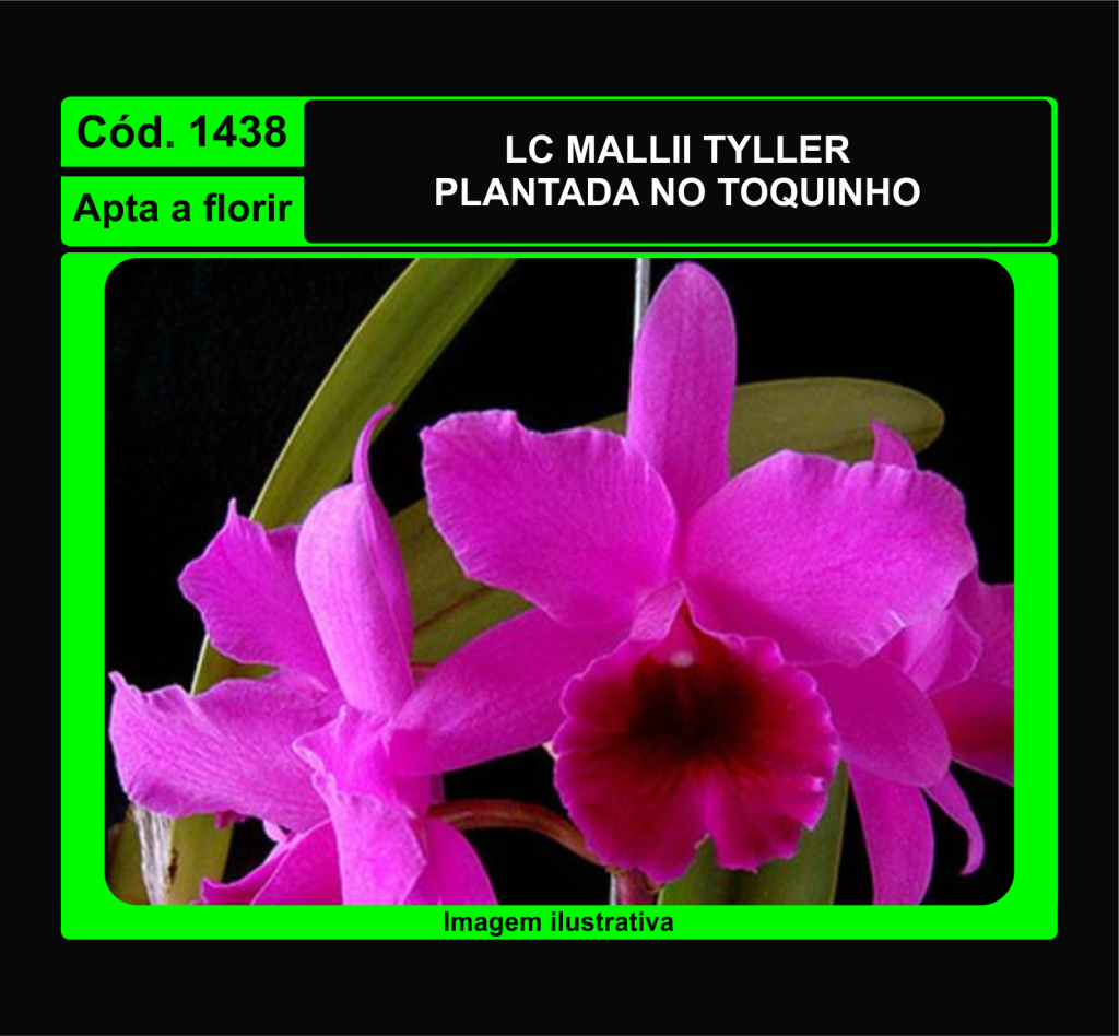 LC MALLII TYLLER TC 1438