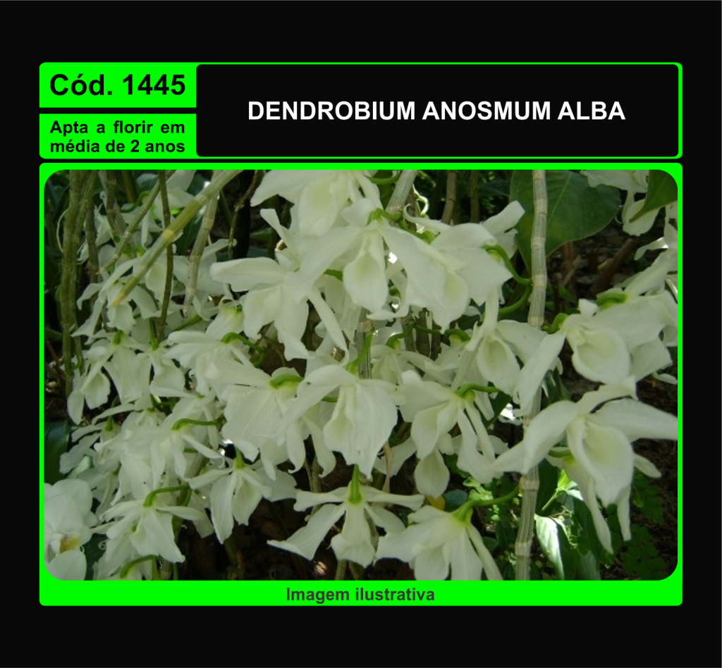 DENDROBIUM ANOSMUM ALBA MUDA 1445