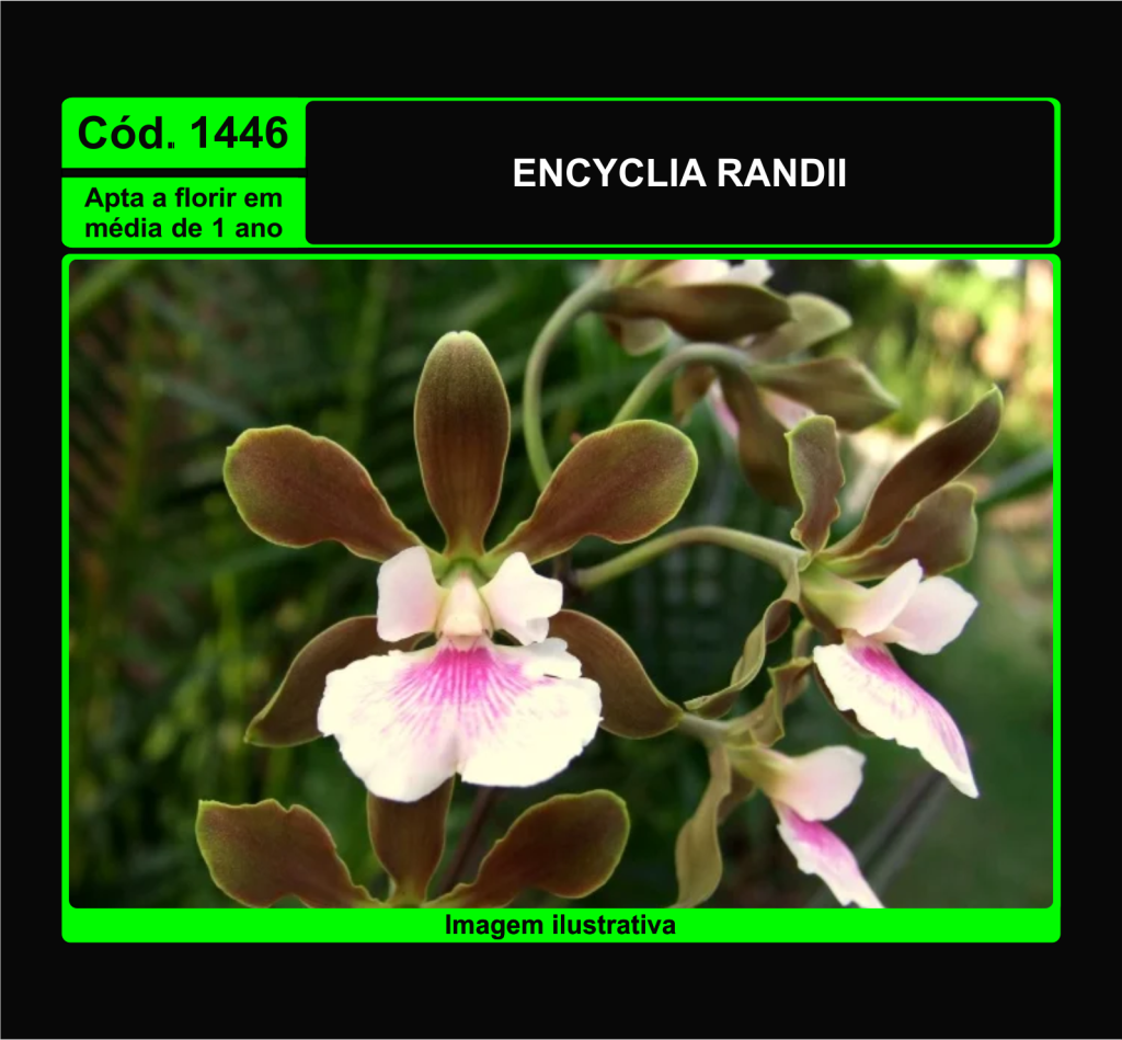 ENCYCLIA RANDII TP PRÉ ADULTA 1446