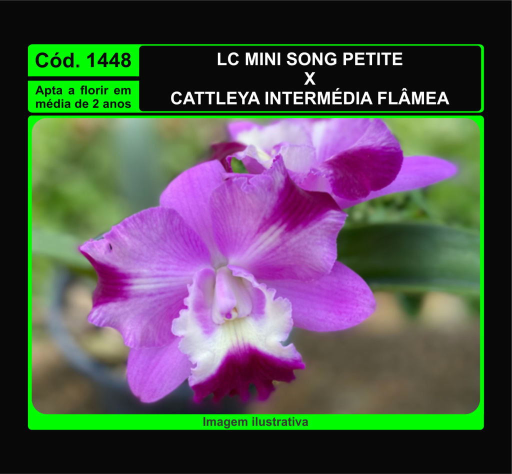 LC MINI SONG PETITE X C INTERMEDIA FLAMEA MUDA 1448