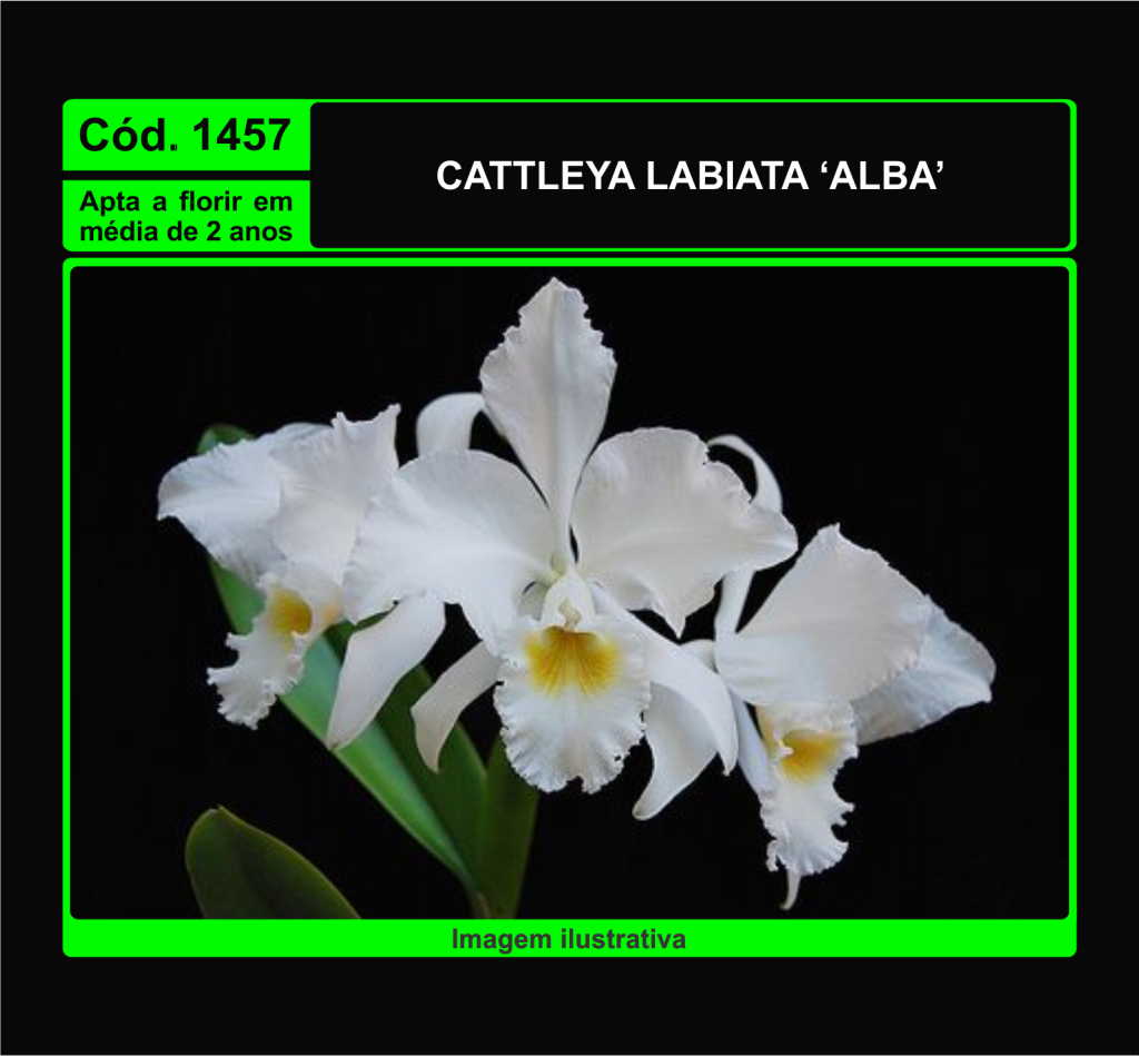 CATTLEYA LABIATA ALBA X SELF MUDA 1457