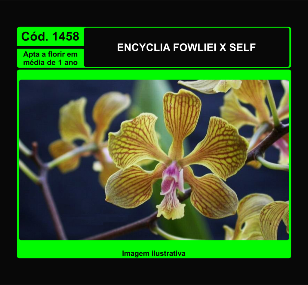 ENCYCLIA FOWLIEI PRÉ ADULTA 1458