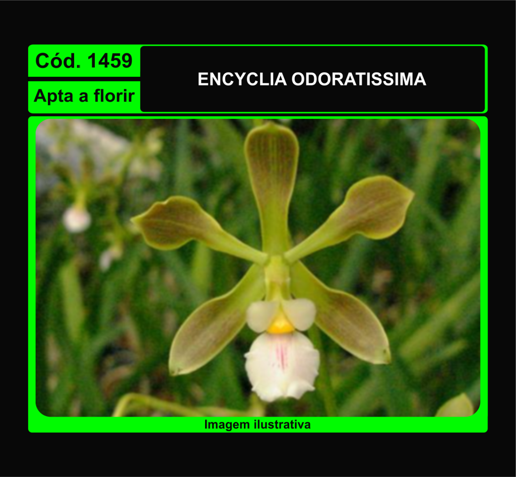 ENCYCLIA ODORATISSIMA 1459
