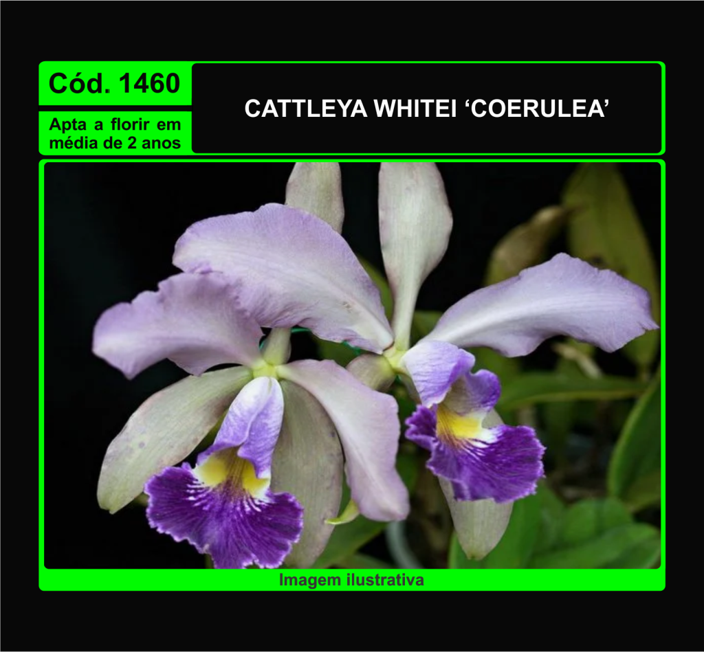 CATTLEYA WHITEI COERULEA MUDA 1460