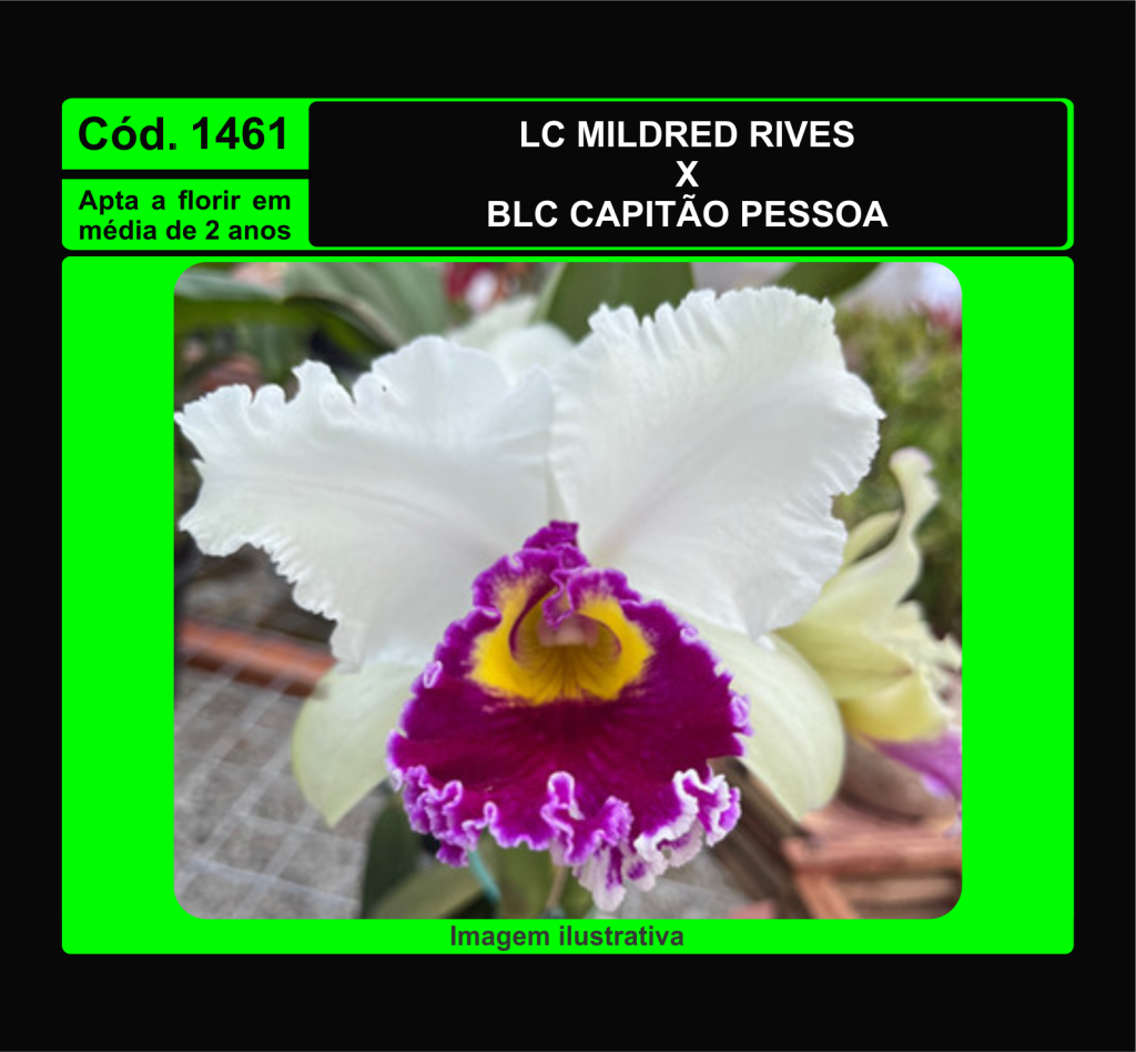 LC MILDRED RIVES X BLC CAPITAO PESSOA MUDA 1461