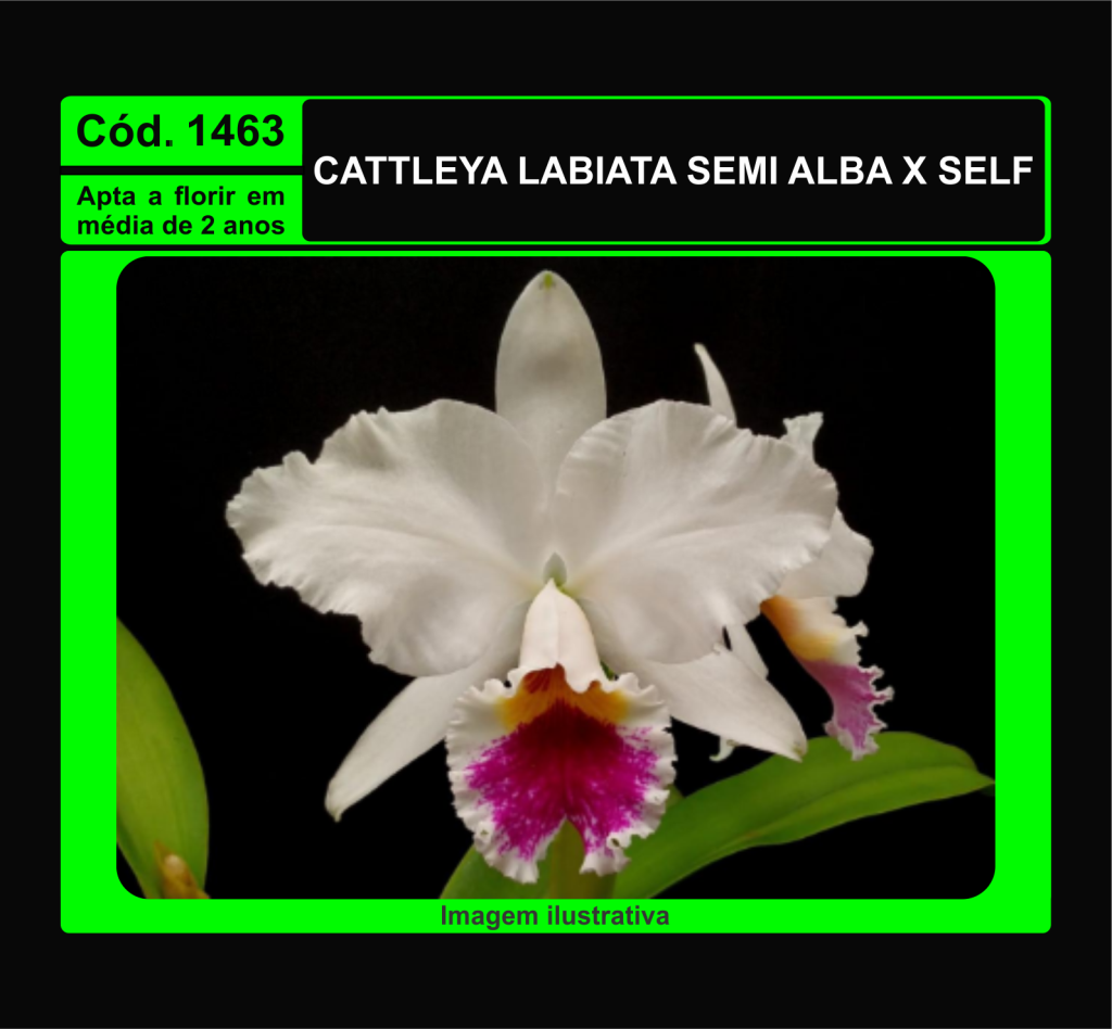CATTLEYA LABIATA SEMI ALBA X SELF MUDA 1463