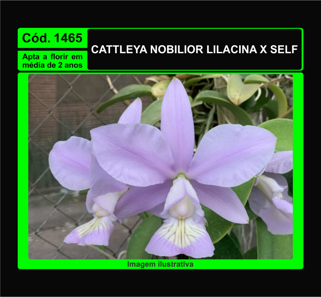 CATTLEYA NOBILIOR LILACINA X SELF MUDA 1465