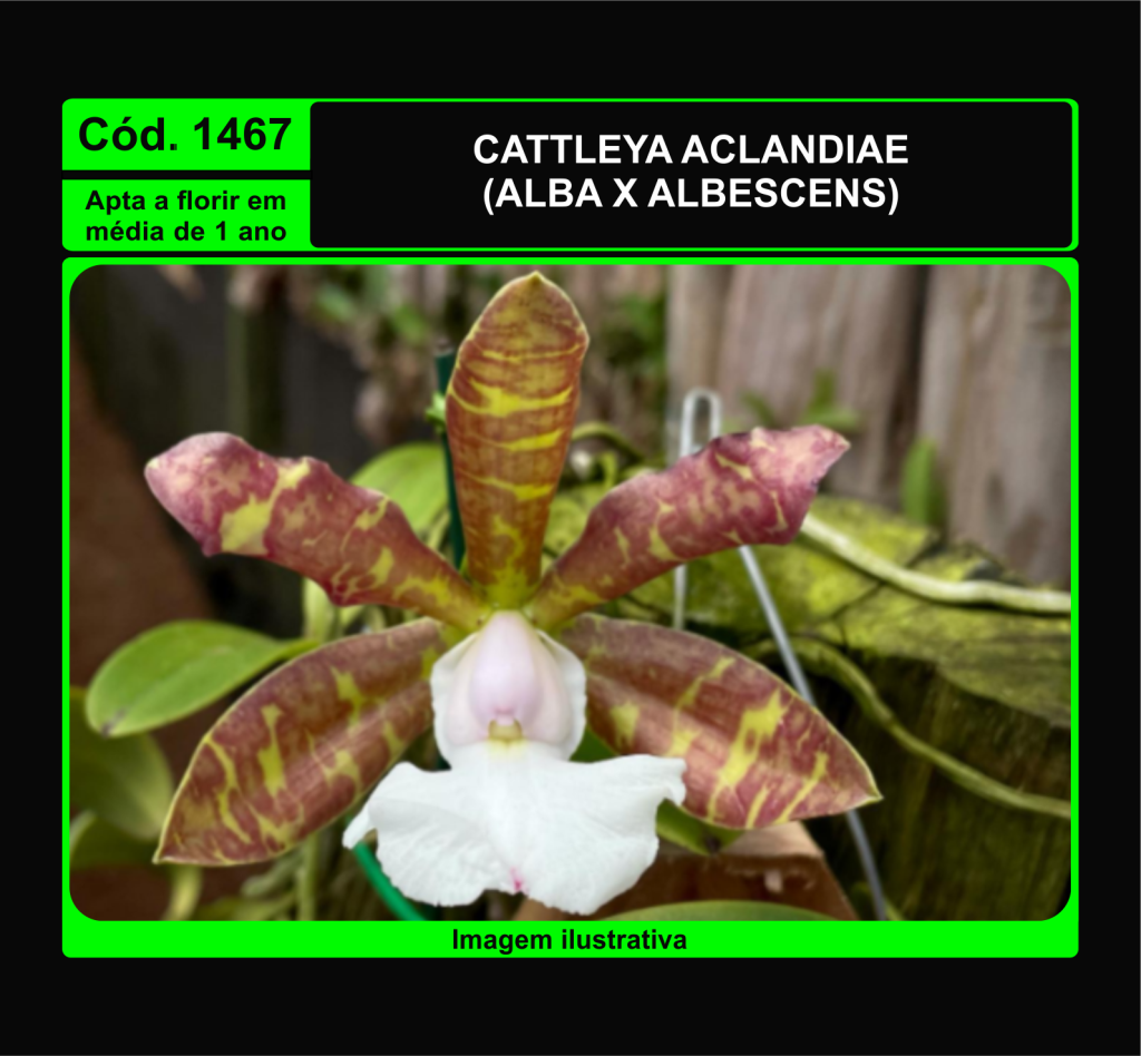 CATTLEYA ACLANDIAE ALBA X ALBESCENS PRÉ ADULTA 1467