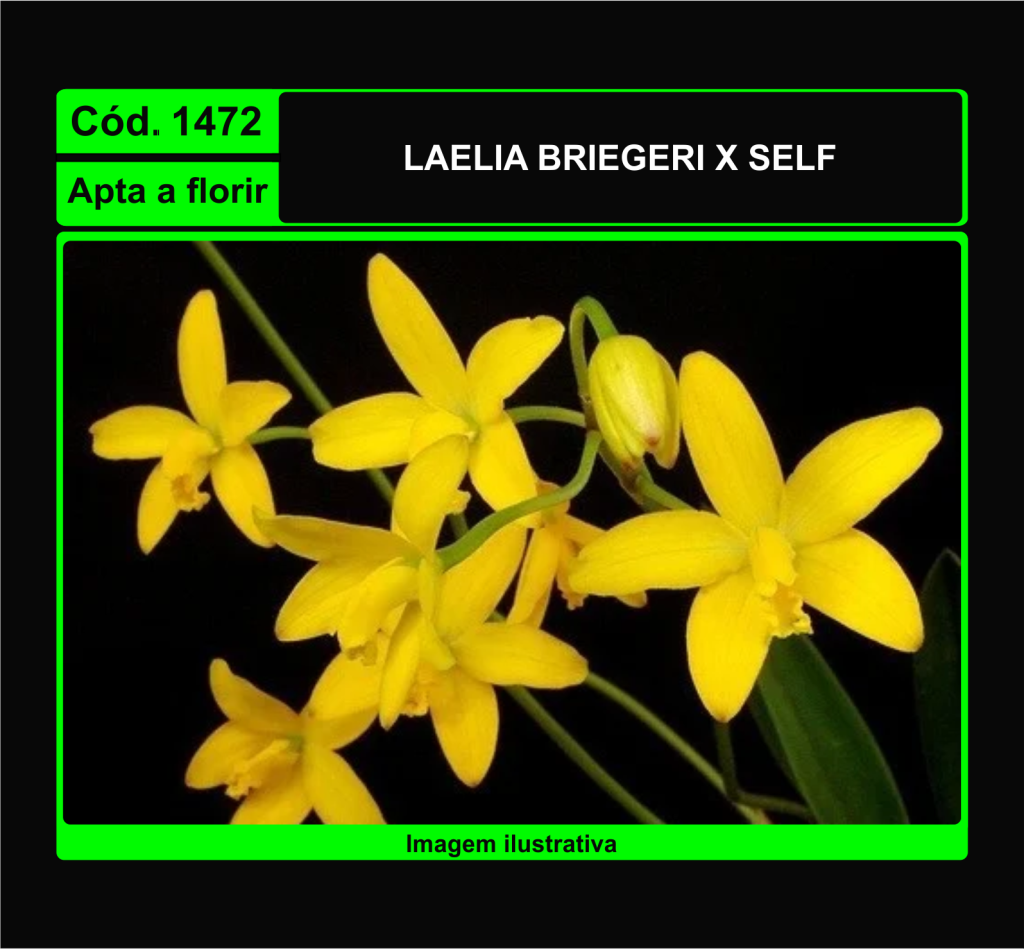 LAELIA BRIEGERI 1472