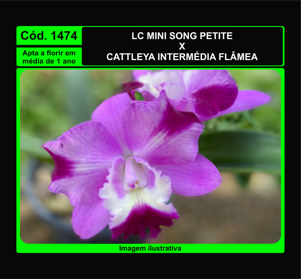 LC MINI SONG PETITE X C INTERMEDIA FLAMEA PRÉ ADULTA 1474