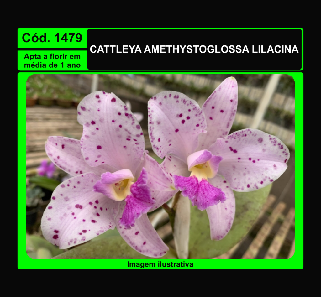 CATTLEYA AMETHYSTOGLOSSA LILACINA PRÉ ADULTA 1479