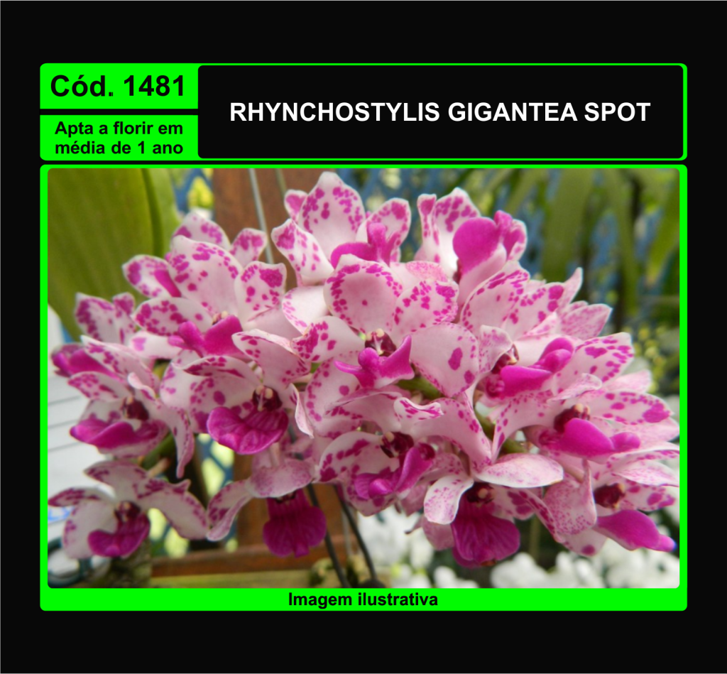 RHYNCHOSTYLIS GIGANTEA SPOT PRÉ ADULTA 1481