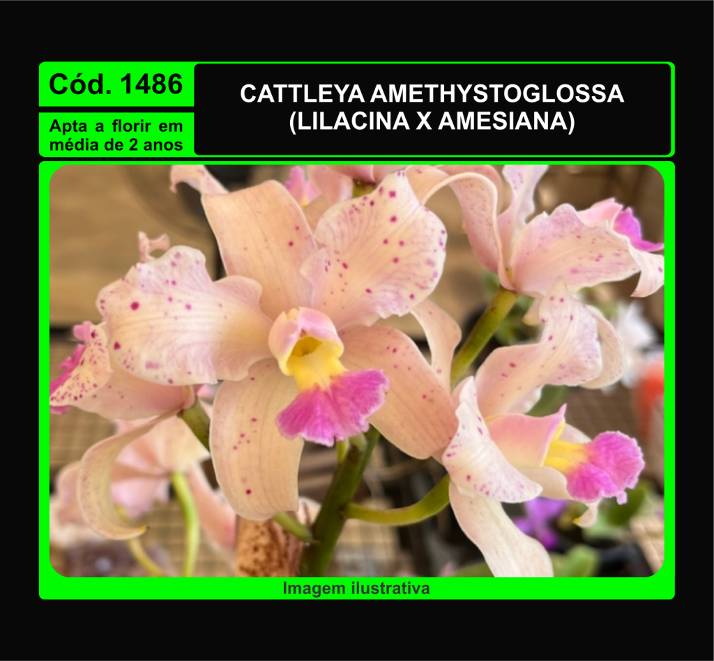 CATTLEYA AMETHYSTOGLOSSA LILACINA X AMESIANA MUDA 1486