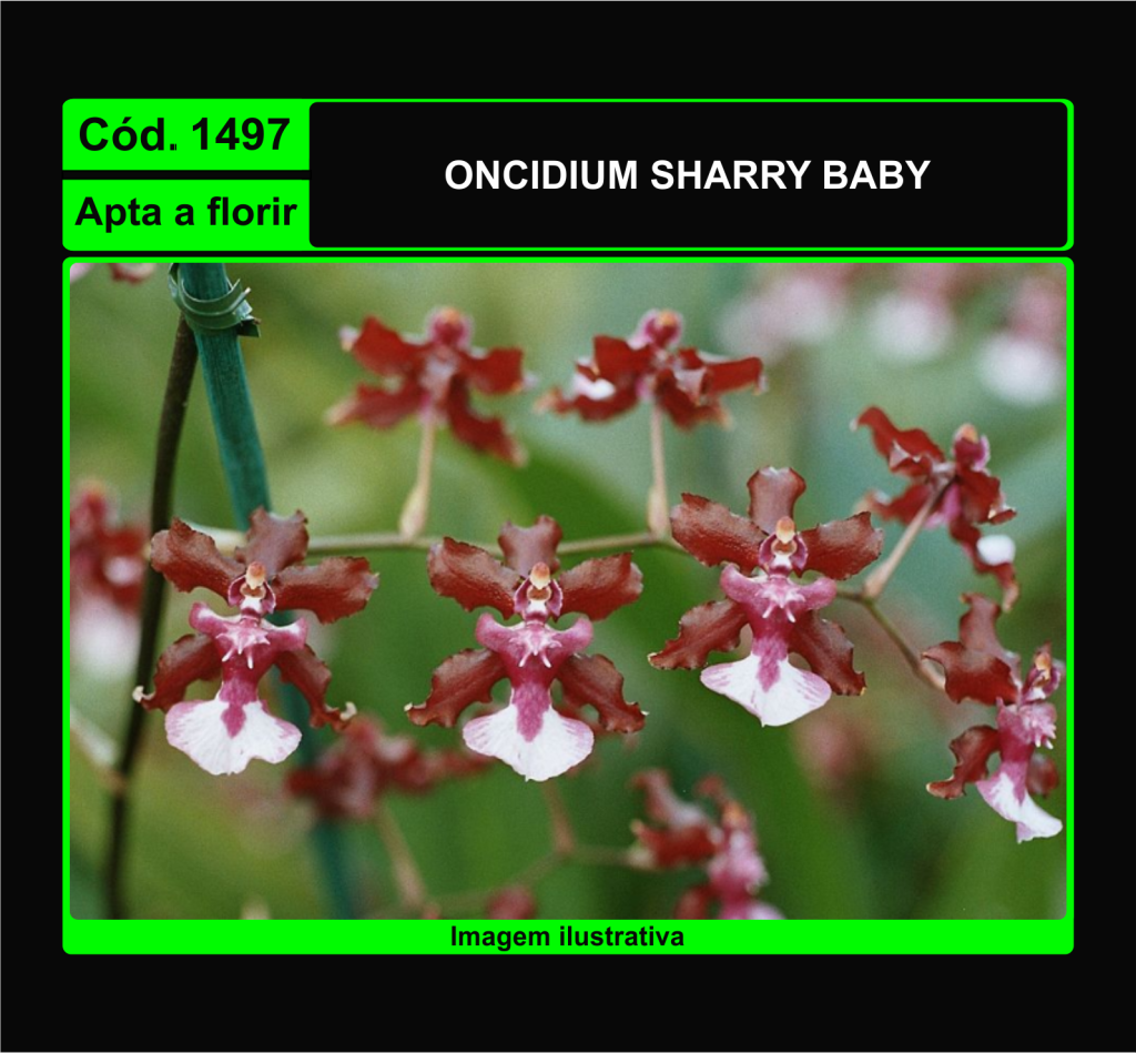 ONCIDIUM SHARRY BABY 1497