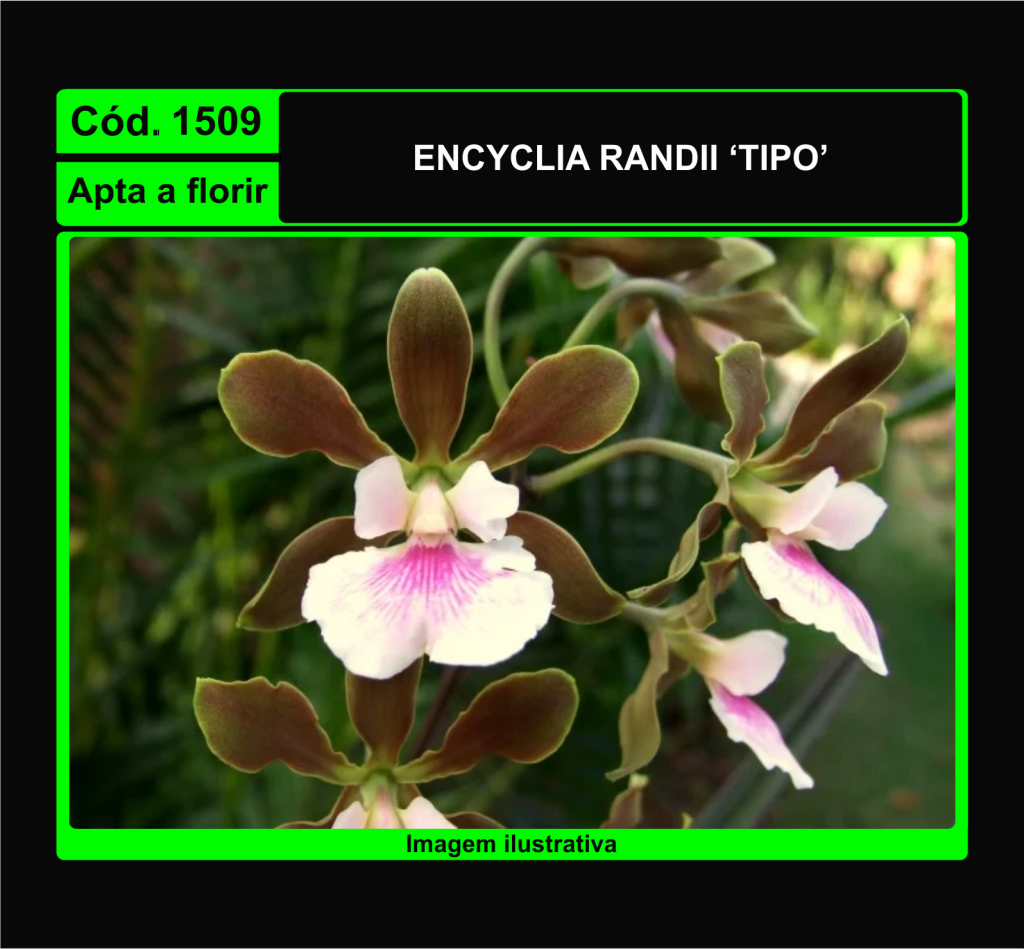ENCYCLIA RANDII TP 1509
