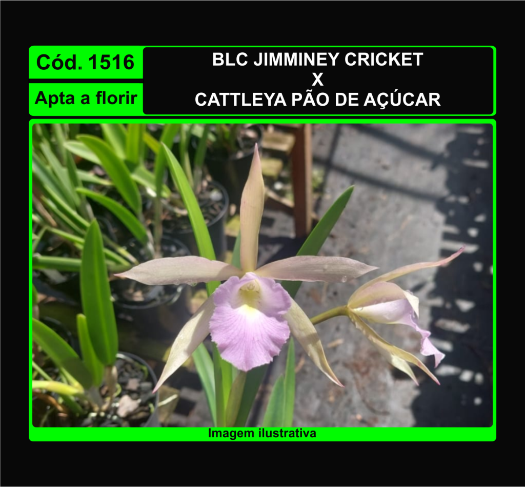 BLC JIMMINEY CRICKET X C PAO DE ACUCAR 1516