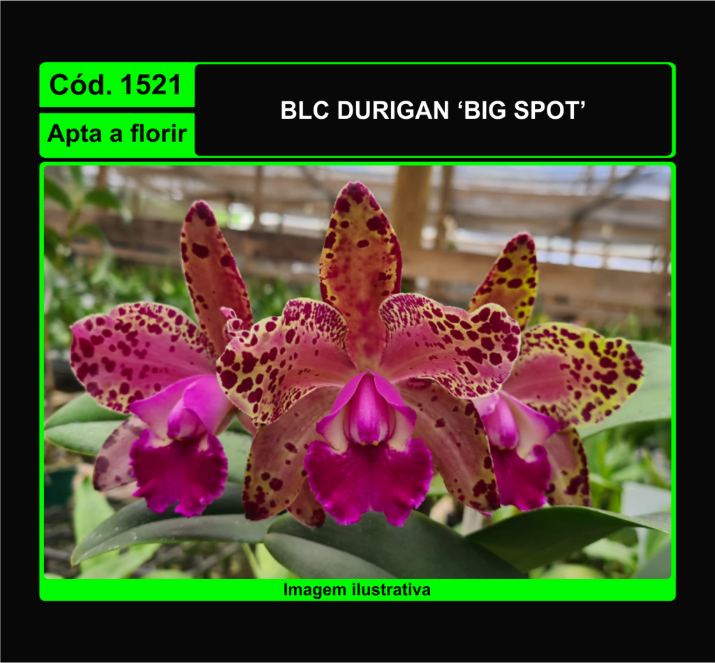 BLC DURIGAN BIG SPOT 1521