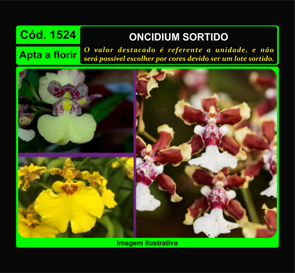 ONCIDIUM SORTIDO 1524